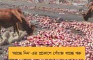 ‘আচ্ছে দিন’-এর প্রকোপে পেঁয়াজ খাচ্ছে গরু