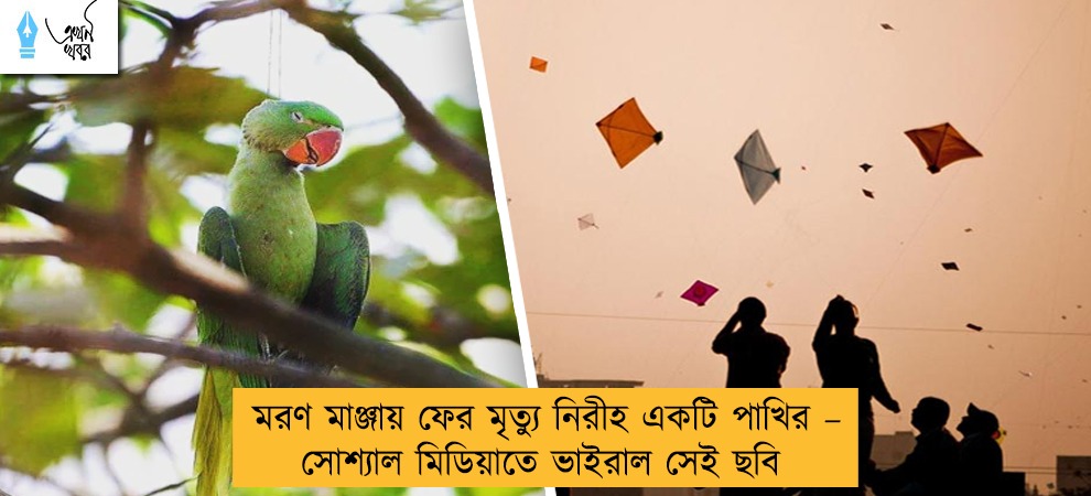 মরণ মাঞ্জায় ফের মৃত্যু নিরীহ একটি পাখির – সোশ্যাল মিডিয়াতে ভাইরাল সেই ছবি