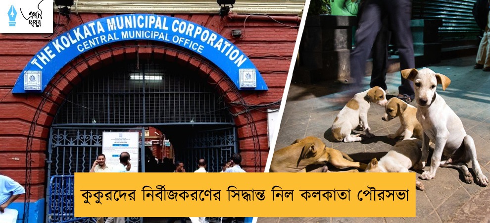কুকুরদের নির্বীজকরণের সিদ্ধান্ত নিল কলকাতা পৌরসভা