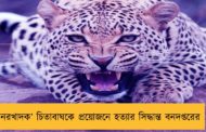‘নরখাদক’ চিতাবাঘকে প্রয়োজনে হত্যার সিদ্ধান্ত বনদপ্তরের