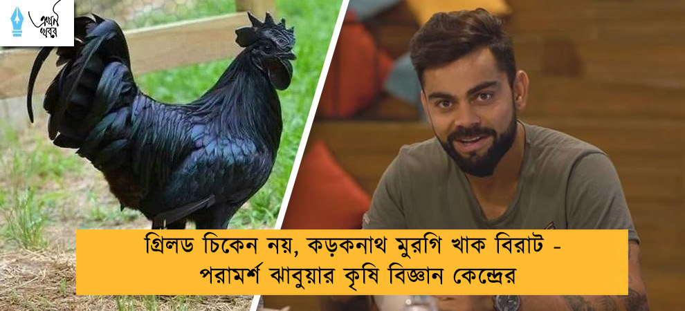 গ্রিলড চিকেন নয়, কড়কনাথ মুরগি খাক বিরাট - পরামর্শ ঝাবুয়ার কৃষি বিজ্ঞান কেন্দ্রের
