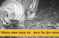 সিকিমের জঙ্গলে রয়েছে বাঘ - জানান দিল ট্র্যাপ ক্যামেরা