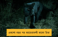 একশো বছর পর ক্যামেরাবন্দী কালো চিতা