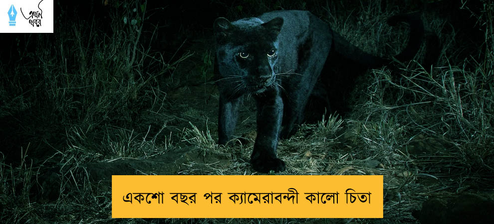 একশো বছর পর ক্যামেরাবন্দী কালো চিতা