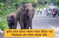 স্কুটার থেকে হাতির পালের সামনে ছিটকে পড়া শিশুকন্যার প্রাণ বাঁচাল আরেক হাতি
