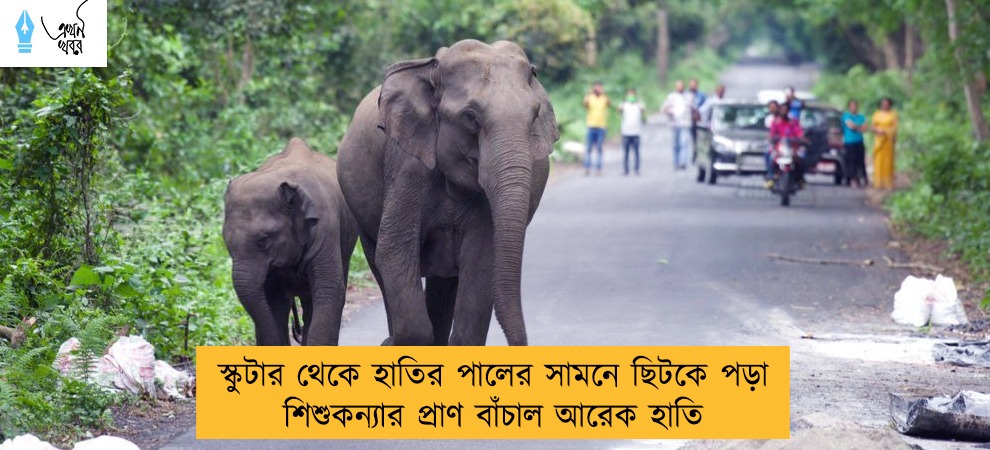 স্কুটার থেকে হাতির পালের সামনে ছিটকে পড়া শিশুকন্যার প্রাণ বাঁচাল আরেক হাতি