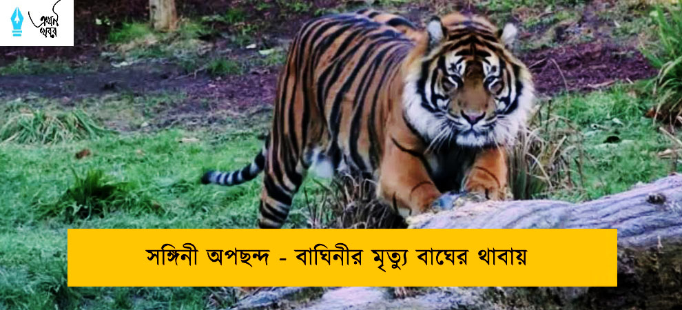 সঙ্গিনী অপছন্দ - বাঘিনীর মৃত্যু বাঘের থাবায়