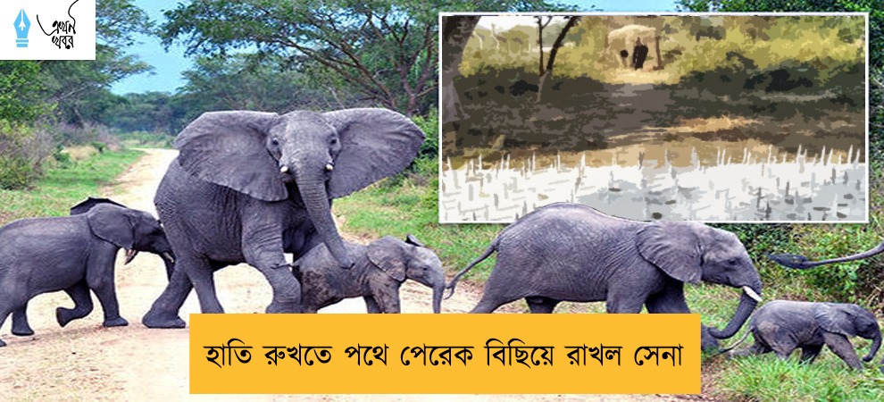 হাতি রুখতে পথে পেরেক বিছিয়ে রাখল সেনা