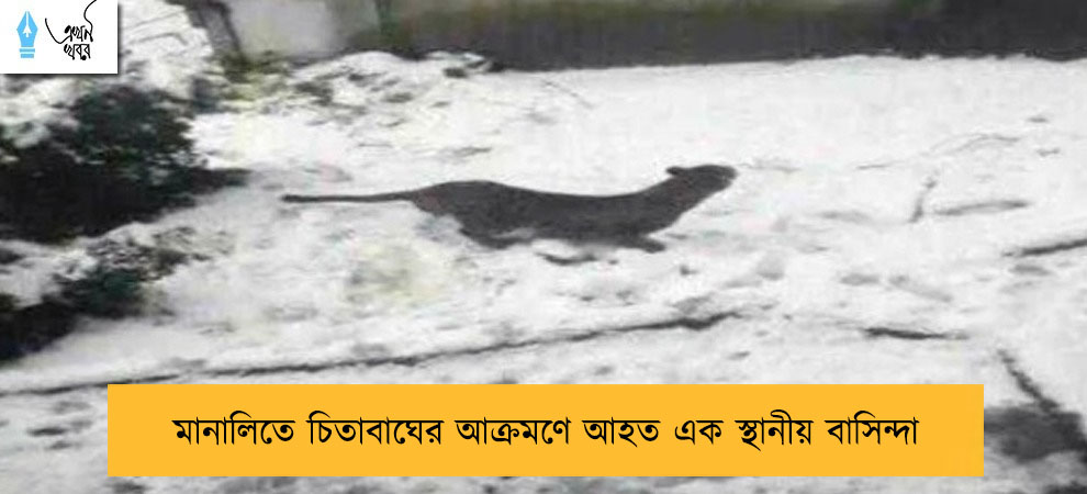 মানালিতে চিতাবাঘের আক্রমণে আহত এক স্থানীয় বাসিন্দা