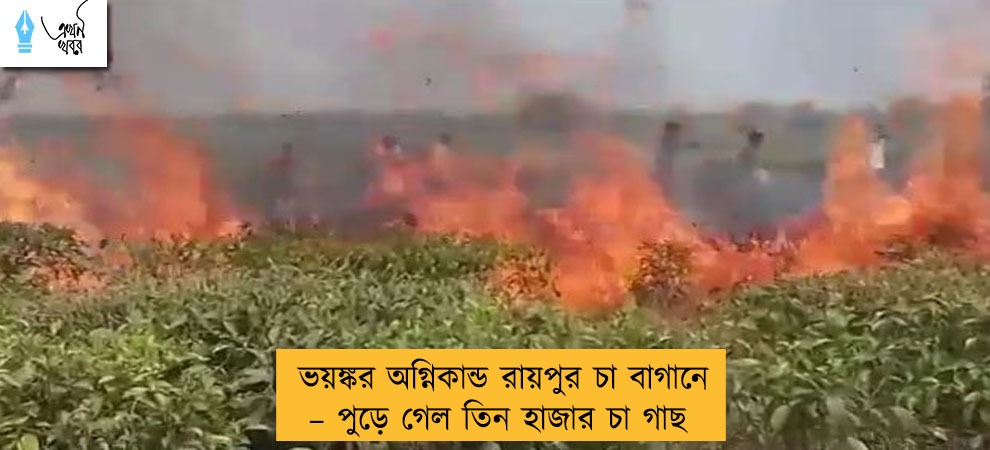 ভয়ঙ্কর অগ্নিকান্ড রায়পুর চা বাগানে – পুড়ে গেল তিন হাজার চা গাছ