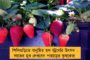 নির্বাচন কমিশনের নয়া অ্যাপেই অভিযোগ জানানোর সুযোগ পাবেন ভোটাররা