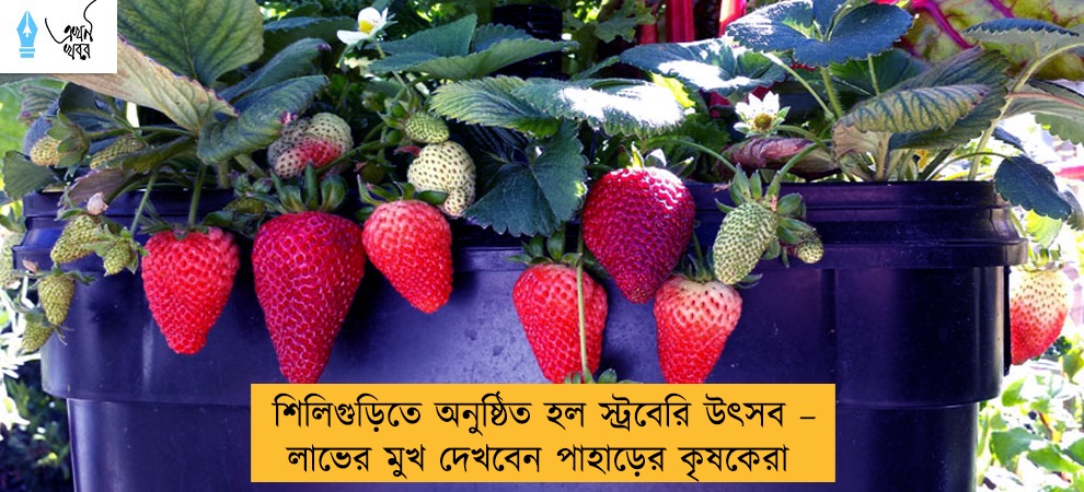 শিলিগুড়িতে অনুষ্ঠিত হল স্ট্রবেরি উৎসব – লাভের মুখ দেখবেন পাহাড়ের কৃষকেরা