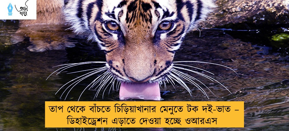 তাপ থেকে বাঁচতে চিড়িয়াখানার মেনুতে টক দই-ভাত – ডিহাইড্রেশন এড়াতে দেওয়া হচ্ছে ওআরএস