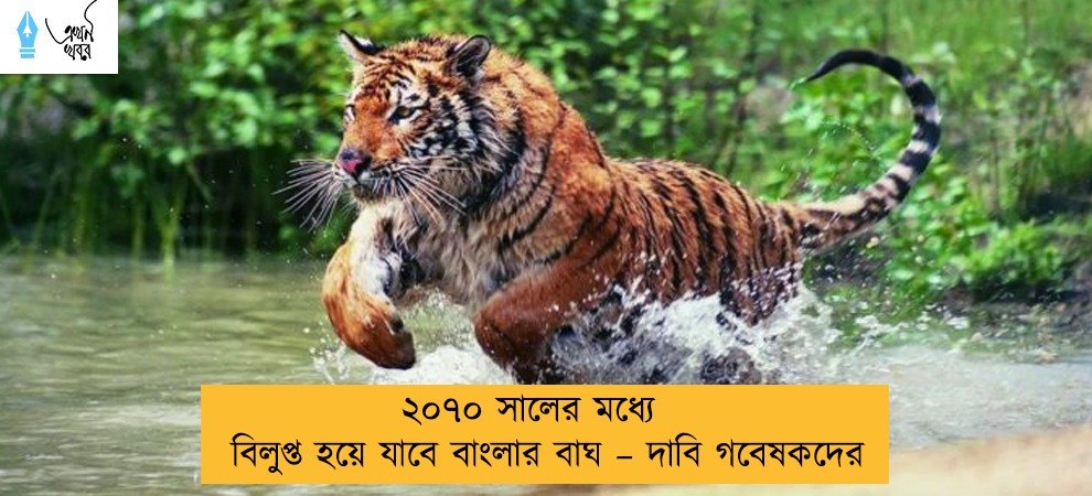২০৭০ সালের মধ্যে বিলুপ্ত হয়ে যাবে বাংলার বাঘ – দাবি গবেষকদের