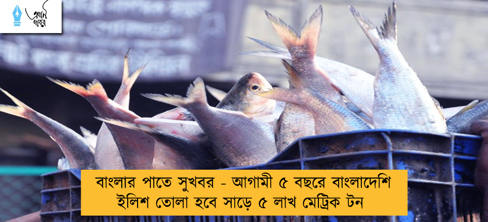 বাংলার পাতে সুখবর - আগামী ৫ বছরে বাংলাদেশি  ইলিশ তোলা হবে সাড়ে ৫ লাখ মেট্রিক টন