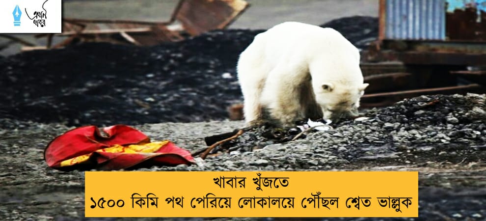 খাবার খুঁজতে ১৫০০ কিমি পথ পেরিয়ে লোকালয়ে পৌঁছল শ্বেত ভাল্লুক