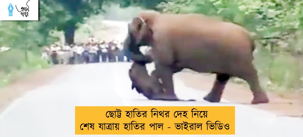 ছোট্ট হাতির নিথর দেহ নিয়ে শেষ যাত্রায় হাতির পাল - ভাইরাল ভিডিও