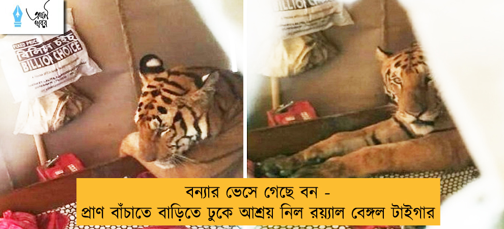 বন্যার ভেসে গেছে বন - প্রাণ বাঁচাতে বাড়িতে ঢুকে আশ্রয় নিল রয়্যাল বেঙ্গল টাইগার