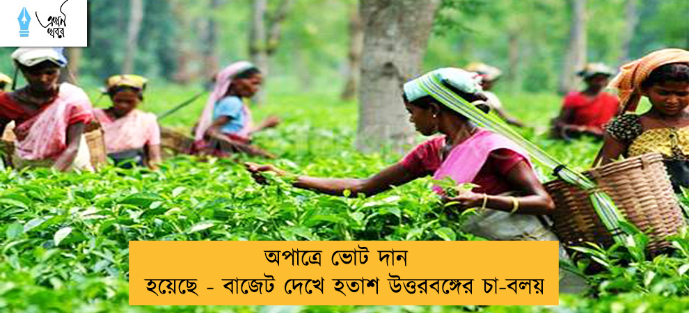 অপাত্রে ভোট দান হয়েছে - বাজেট দেখে হতাশ উত্তরবঙ্গের চা-বলয়