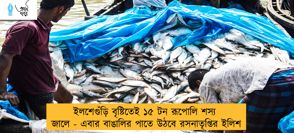 ইলশেগুঁড়ি বৃষ্টিতেই ১৫ টন রূপোলি শস্য জালে - এবার বাঙালির পাতে উঠবে রসনাতৃপ্তির ইলিশ