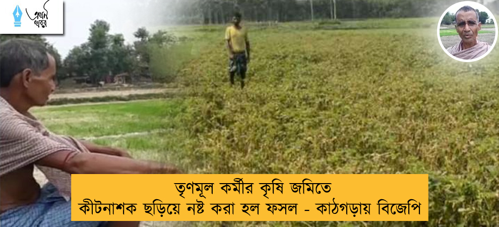 তৃণমূল কর্মীর কৃষি জমিতে কীটনাশক ছড়িয়ে নষ্ট করা হল ফসল - কাঠগড়ায় বিজেপি