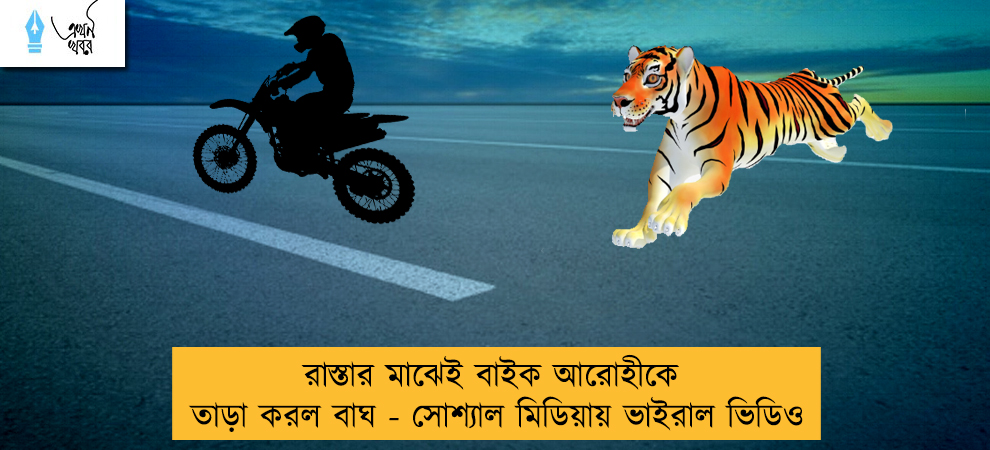 রাস্তার মাঝেই বাইক আরোহীকে তাড়া করল বাঘ - সোশ্যাল মিডিয়ায় ভাইরাল ভিডিও