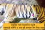 বুমরার গতিতে মজে বিশপ-ভেত্তোরি – আজ নিউজিল্যান্ডকে বিপদে ফেলতে পারেন যশপ্রীত