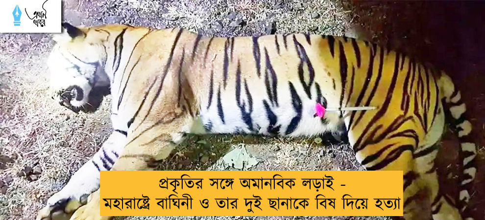 প্রকৃতির সঙ্গে অমানবিক লড়াই - মহারাষ্ট্রে বাঘিনী ও তার দুই ছানাকে বিষ দিয়ে হত্যা