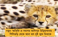 নতুন 'অতিথি'-র সমাগম আলিপুর চিড়িয়াখানায় - শিলিগুড়ি থেকে আনা হল দুই খুদে চিতাকে