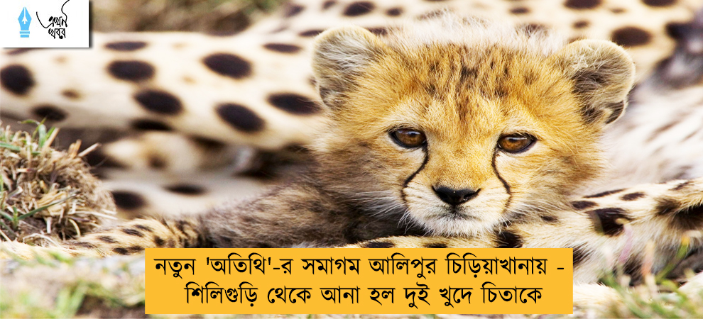 নতুন 'অতিথি'-র সমাগম আলিপুর চিড়িয়াখানায় - শিলিগুড়ি থেকে আনা হল দুই খুদে চিতাকে