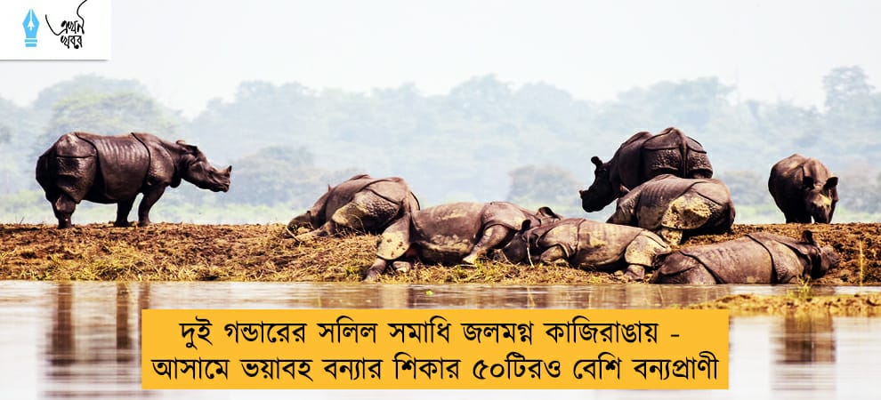 দুই গন্ডারের সলিল সমাধি জলমগ্ন কাজিরাঙায় - আসামে ভয়াবহ বন্যার শিকার ৫০টিরও বেশি বন্যপ্রাণী