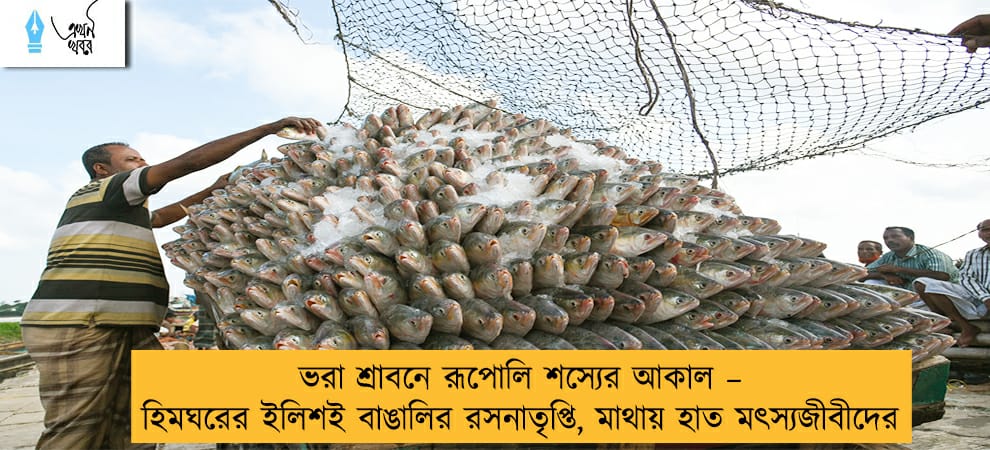 ভরা শ্রাবনে রূপোলি শস্যের আকাল – হিমঘরের ইলিশই বাঙালির রসনাতৃপ্তি, মাথায় হাত মৎস্যজীবীদের