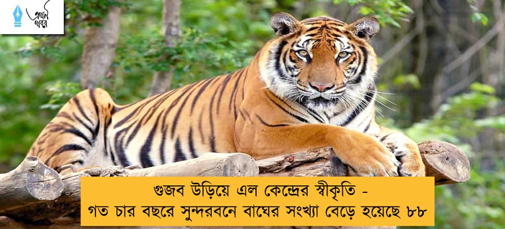 গুজব উড়িয়ে এল কেন্দ্রের স্বীকৃতি - গত চার বছরে সুন্দরবনে বাঘের সংখ্যা বেড়ে হয়েছে ৮৮