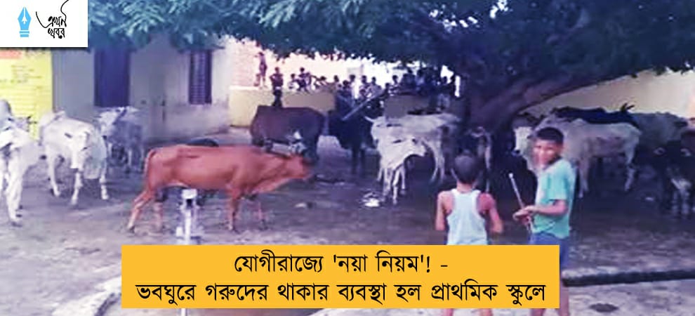 যোগীরাজ্যে 'নয়া নিয়ম'! - ভবঘুরে গরুদের থাকার ব্যবস্থা হল প্রাথমিক স্কুলে