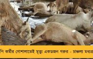 বিজেপি কর্মীর গোশালাতেই মৃত্যু একডজন গরুর - চাঞ্চল্য মধ্যপ্রদেশে