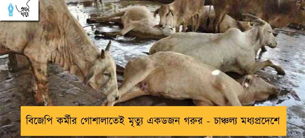 বিজেপি কর্মীর গোশালাতেই মৃত্যু একডজন গরুর - চাঞ্চল্য মধ্যপ্রদেশে