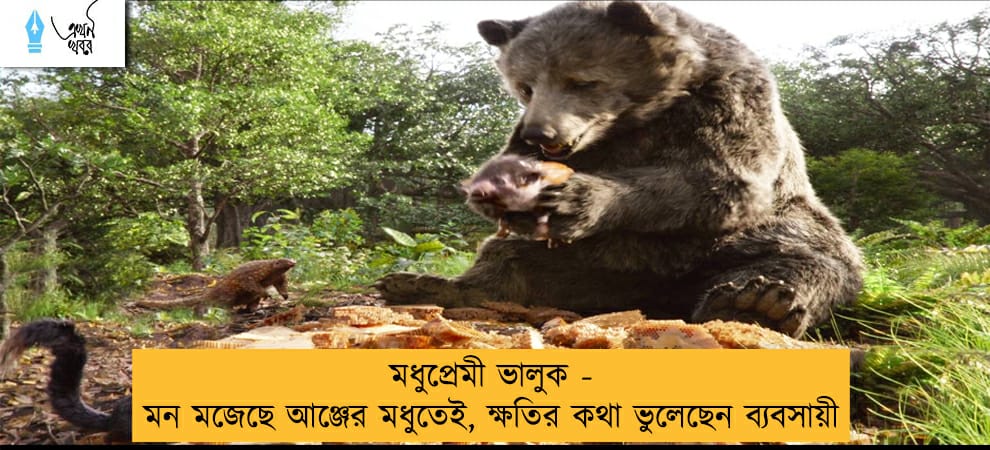 মধুপ্রেমী ভালুক - মন মজেছে আঞ্জের মধুতেই, ক্ষতির কথা ভুলেছেন ব্যবসায়ী