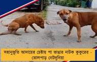 সহানুভূতি আদায়ের চেষ্টায় পা ভাঙার নাটক কুকুরের - তোলপাড় নেটদুনিয়া