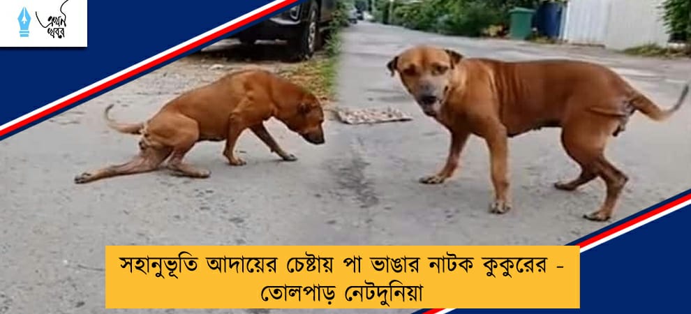 সহানুভূতি আদায়ের চেষ্টায় পা ভাঙার নাটক কুকুরের - তোলপাড় নেটদুনিয়া