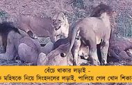 বেঁচে থাকার লড়াই - এক মহিষকে নিয়ে সিংহদলের লড়াই, পালিয়ে গেল খোদ শিকারই!