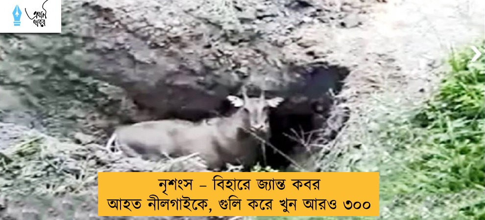 নৃশংস – বিহারে জ্যান্ত কবর আহত নীলগাইকে, গুলি করে খুন আরও ৩০০