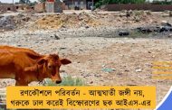 রণকৌশলে পরিবর্তন - আত্মঘাতী জঙ্গী নয়, গরুকে ঢাল করেই বিস্ফোরণের ছক আইএস-এর