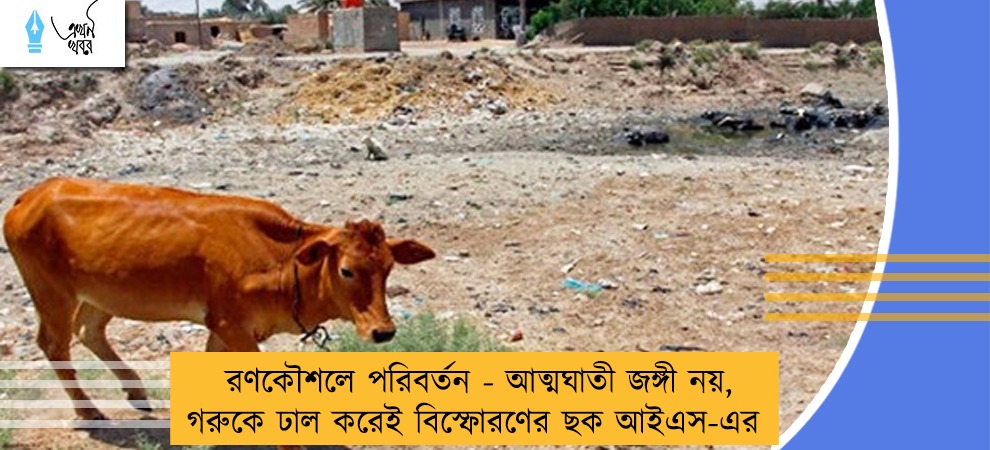 রণকৌশলে পরিবর্তন - আত্মঘাতী জঙ্গী নয়, গরুকে ঢাল করেই বিস্ফোরণের ছক আইএস-এর