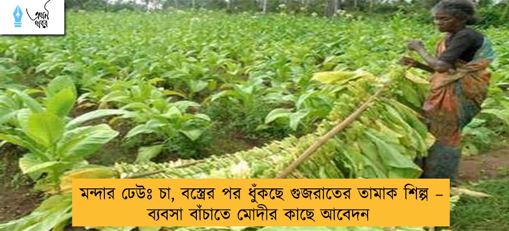 মন্দার ঢেউঃ চা, বস্ত্রের পর ধুঁকছে গুজরাতের তামাক শিল্প – ব্যবসা বাঁচাতে মোদীর কাছে আবেদন