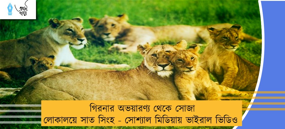 গিরনার অভয়ারণ্য থেকে সোজা লোকালয়ে সাত সিংহ - সোশ্যাল মিডিয়ায় ভাইরাল ভিডিও