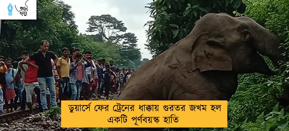 ডুয়ার্সে ফের ট্রেনের ধাক্কায় গুরতর জখম হল একটি পূর্ণবয়স্ক হাতি