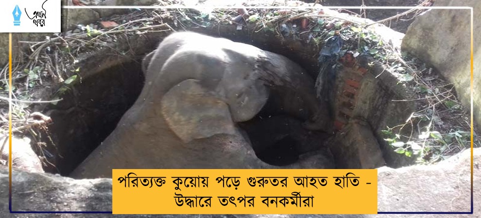 পরিত্যক্ত কুয়োয় পড়ে গুরুতর আহত হাতি - উদ্ধারে তৎপর বনকর্মীরা