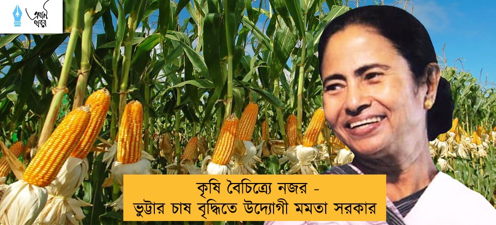 কৃষি বৈচিত্র্যে নজর - ভুট্টার চাষ বৃদ্ধিতে উদ্যোগী মমতা সরকার