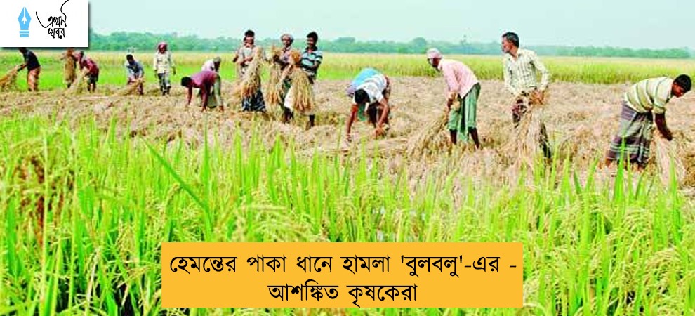 হেমন্তের পাকা ধানে হামলা 'বুলবলু'-এর - আশঙ্কিত কৃষকেরা