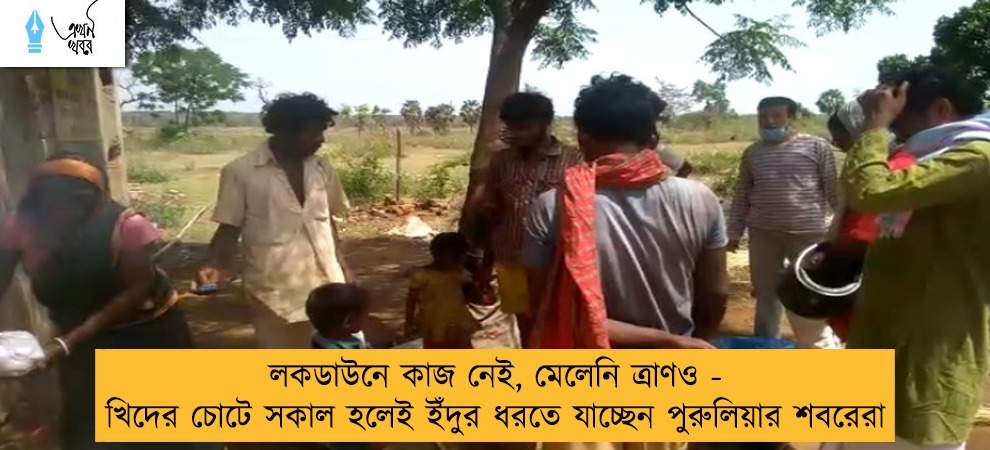 লকডাউনে কাজ নেই, মেলেনি ত্রাণও - খিদের চোটে সকাল হলেই ইঁদুর ধরতে যাচ্ছেন পুরুলিয়ার শবরেরা